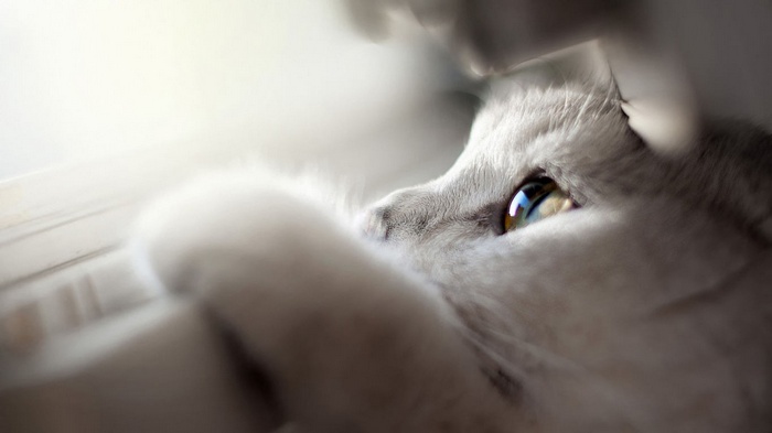 Close-up of a white cat looking out a window