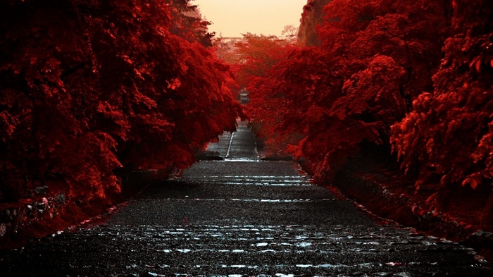 A stone path lined with vibrant red trees