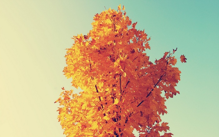 Autumn maple tree with orange and yellow leaves