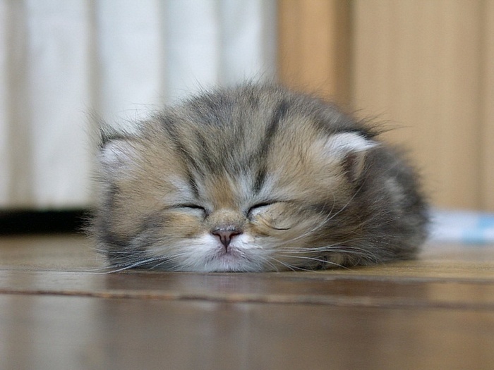 A fluffy kitten sleeping on a wooden floor