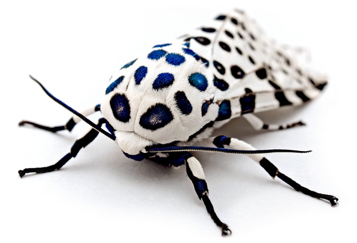 moth white animals insect blurred macro