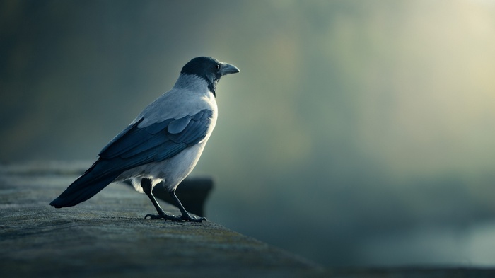 A crow perched on a wooden surface