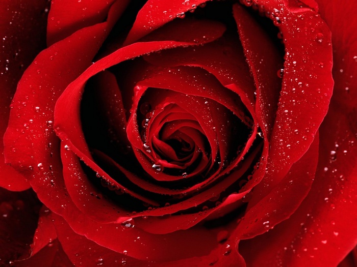 dew nature water drops red flowers macro flowers rose