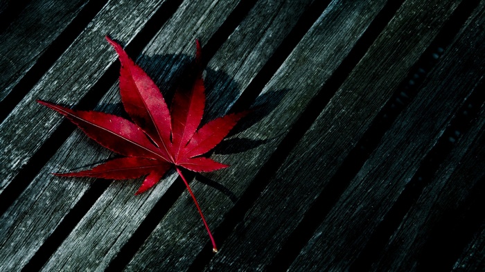 Red maple leaf on dark wooden planks