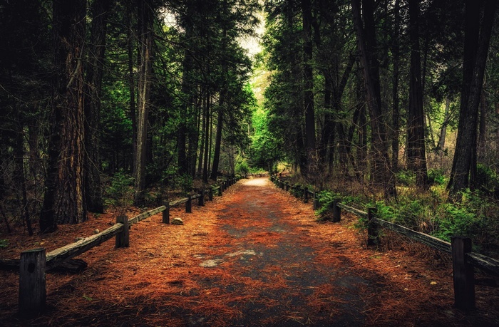 Pathway through a dense forest with fallen leaves