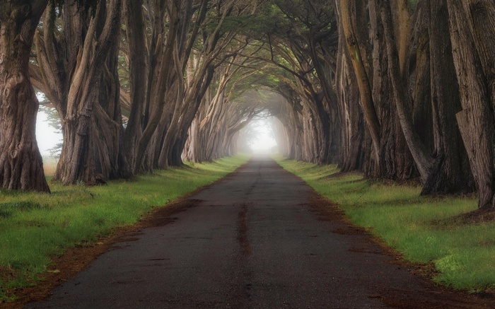 A road through a tunnel of trees