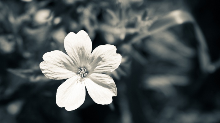 Monochrome macro shot of a single white flower