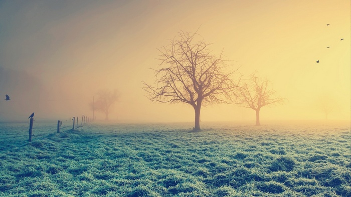 Misty winter landscape with trees and birds