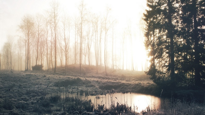 Misty forest with a pond at sunrise
