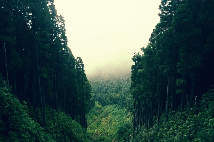 Dense forest with a valley and fog