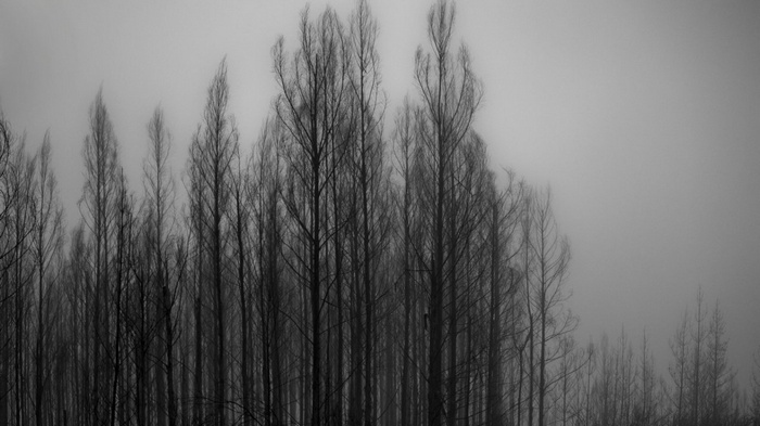 Monochrome forest of bare trees in fog