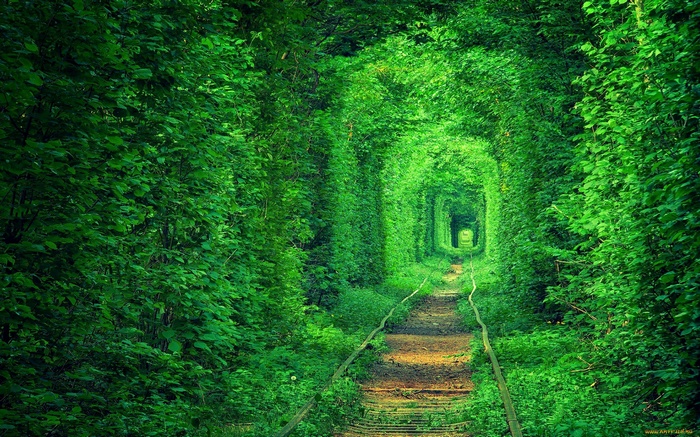 Green tunnel of trees over railway tracks