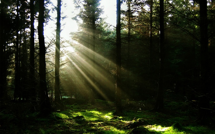 Sun rays filtering through a dark forest