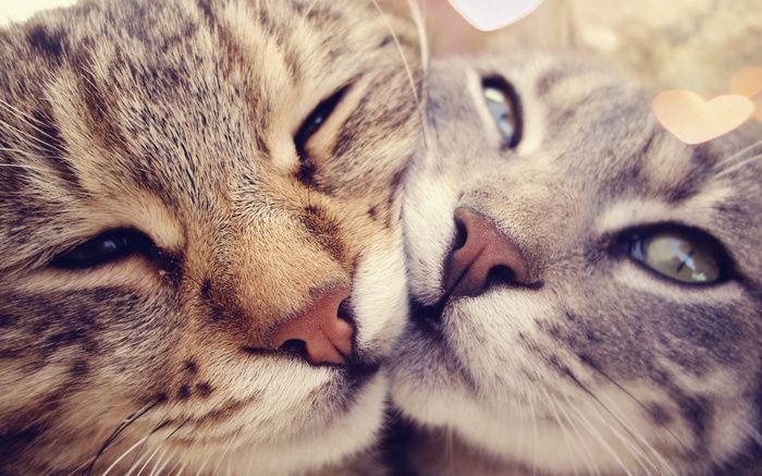 Two cats nuzzling closely together