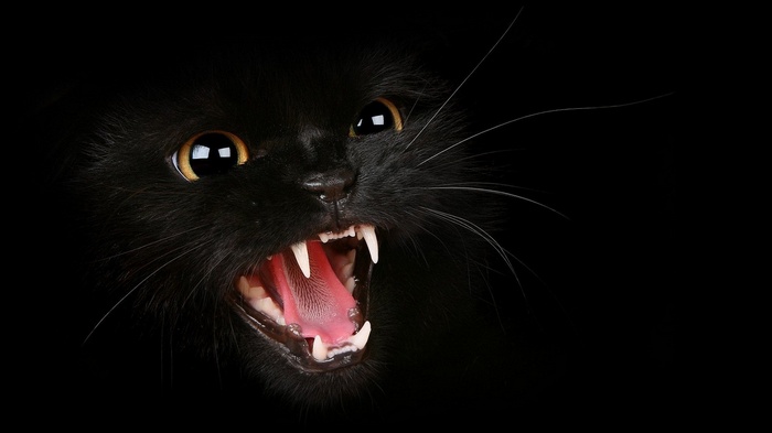 Close-up of a black cat with mouth open