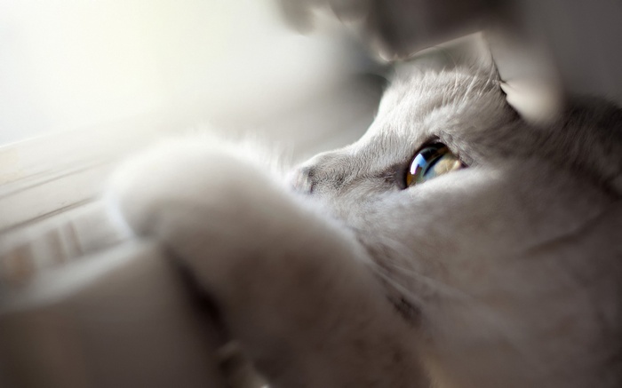 Close-up of a cat's eye with shallow depth of field