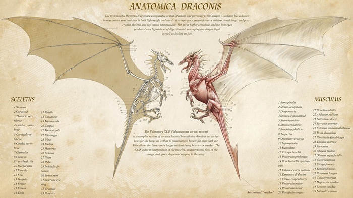 Anatomica Draconis: Dragon Anatomy Infographic
