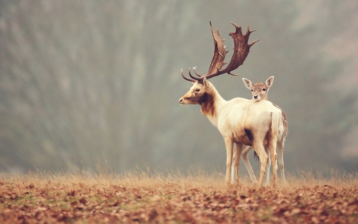Deer and fawn in a misty field