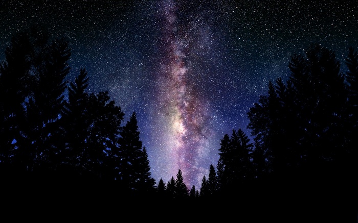 Milky Way galaxy over silhouetted pine trees at night