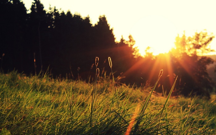 Sunlight filtering through trees onto a grassy field
