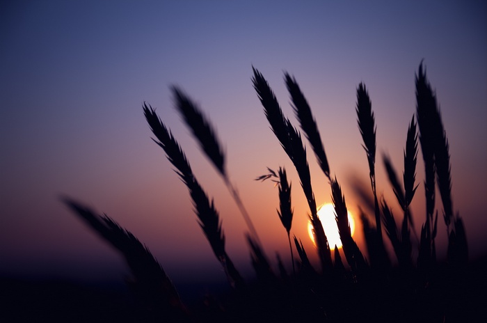 Silhouette of wheat stalks against a sunset sky