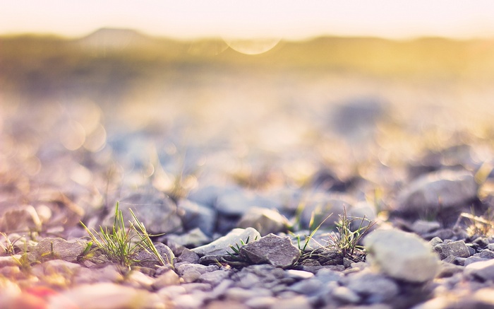 Close-up of rocks and grass with bokeh background