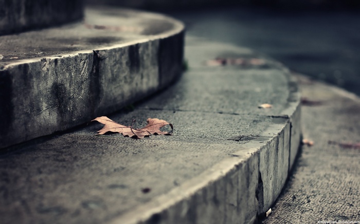 A single fallen leaf rests on wet concrete steps