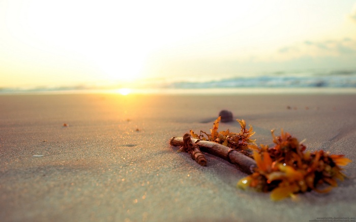 Driftwood and seaweed on a sandy beach at sunset