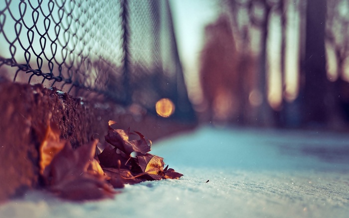 Autumn leaves on snow near a chain-link fence