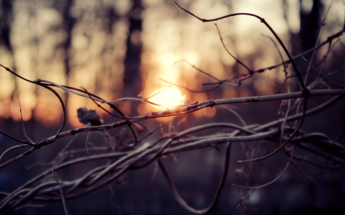 Sun setting behind blurred twigs and branches