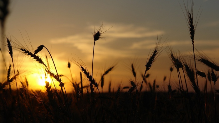 Wheat field silhouette at sunset