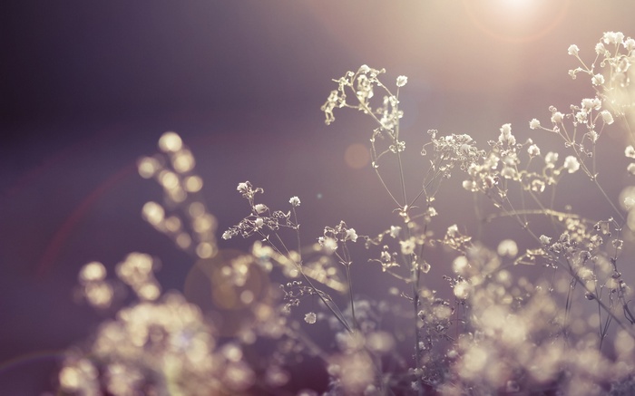 Close-up of delicate white flowers with bokeh background