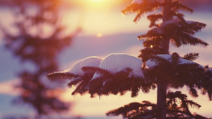 Snow-covered pine trees in sunlight