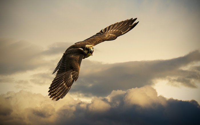 A falcon in flight against a cloudy sky