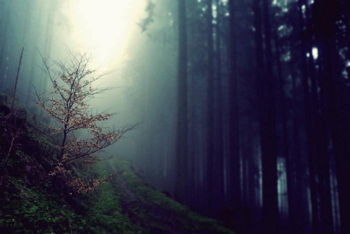 A lone tree on a misty forest path