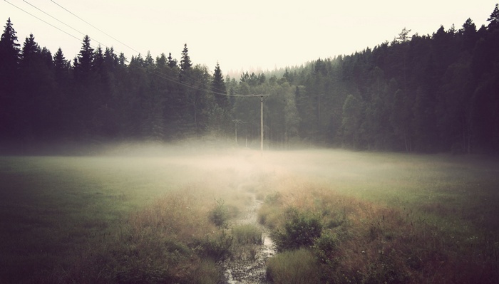 Misty meadow with forest and power lines