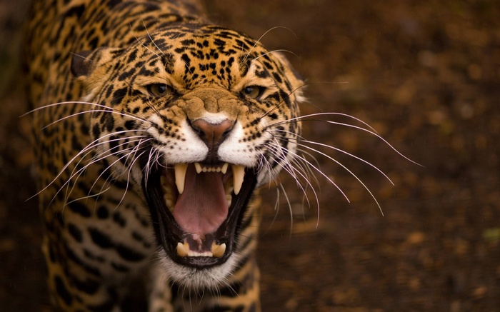 Jaguar with mouth open showing teeth