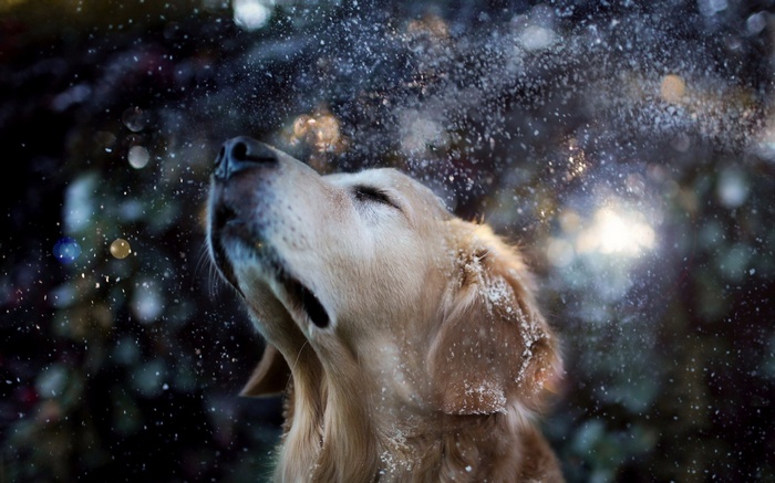 Golden Retriever Shaking Off Snow