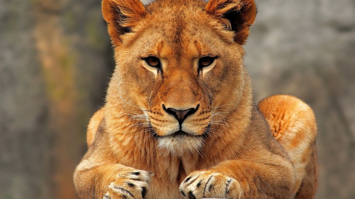 Close-up of a lioness looking forward