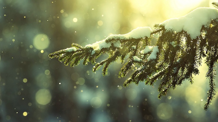 Snowy pine branch with bokeh and falling snow