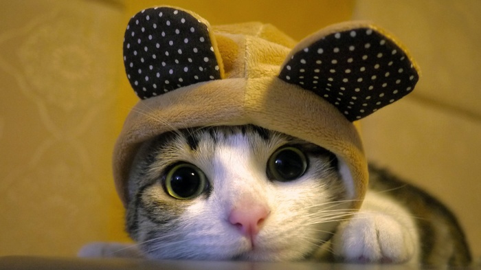 Close-up of a cat wearing a bear hat