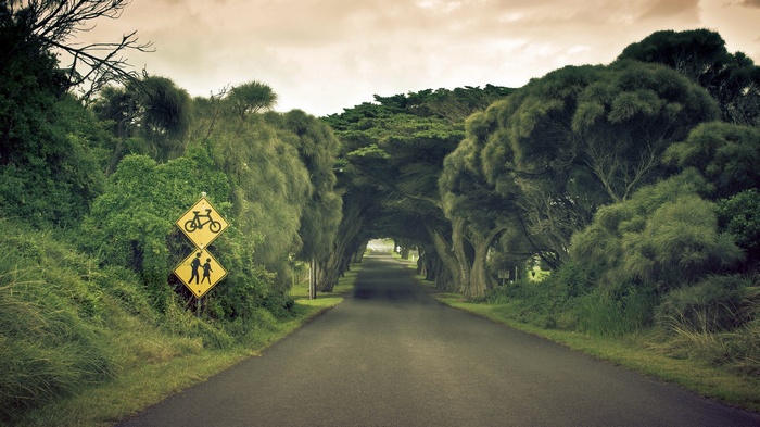 Road tunnel of trees with bicycle and pedestrian signs