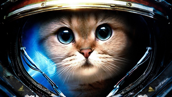 Cat in a StarCraft Astronaut Helmet