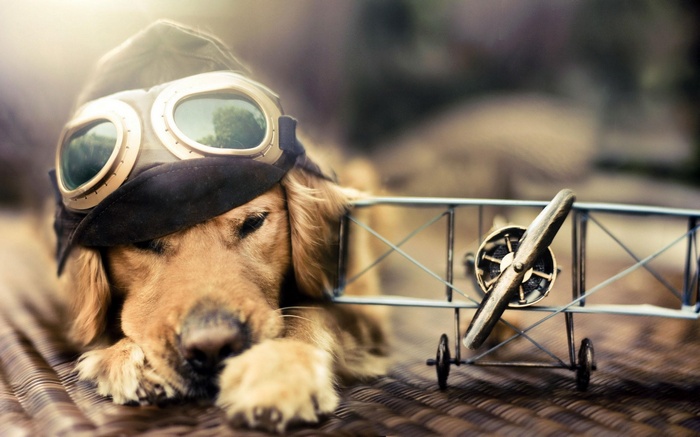 Golden retriever dog wearing pilot goggles and hat with toy airplane