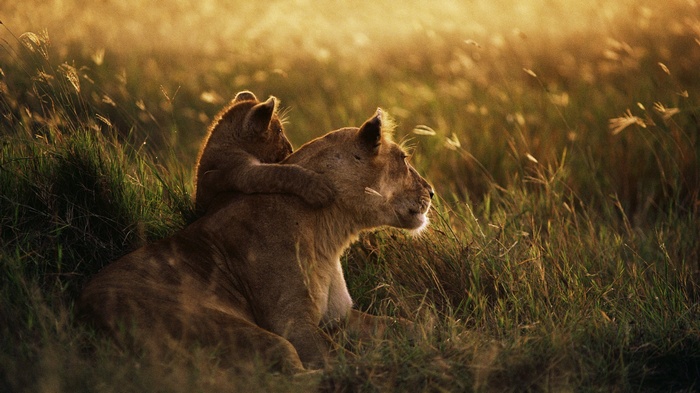 Lion cub hugs mother in tall grass at sunset