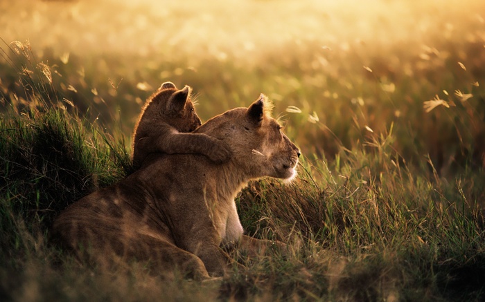 Lioness and cub in tall grass at sunset