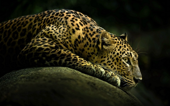 A leopard rests on a rock