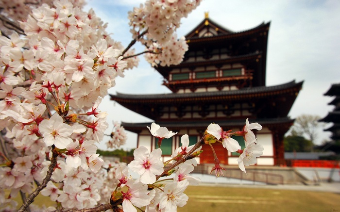 building Asia closeup plants Asian architecture cherry blossom flowers Japan