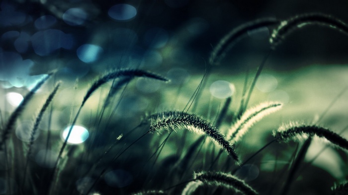 Macro view of grass spikelets with bokeh background