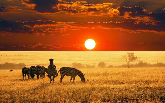 Zebras Nature Landscape Animals Savannah Sun Photography Sky Africa Sunset